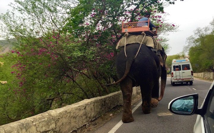 jaipur